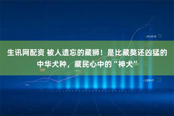 生讯网配资 被人遗忘的藏狮！是比藏獒还凶猛的中华犬种，藏民心中的“神犬”