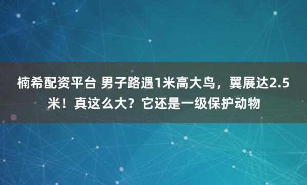 楠希配资平台 男子路遇1米高大鸟，翼展达2.5米！真这么大？它还是一级保护动物